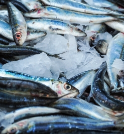 魚類海鮮加工 魚類海鮮加工