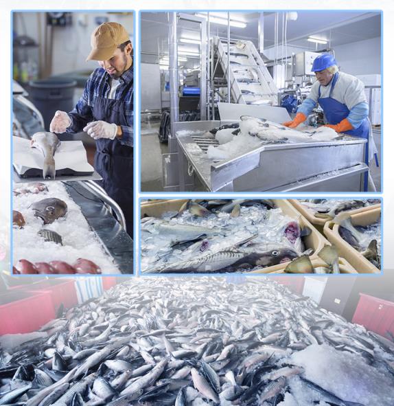 海鮮加工